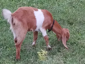 Cross goat kids