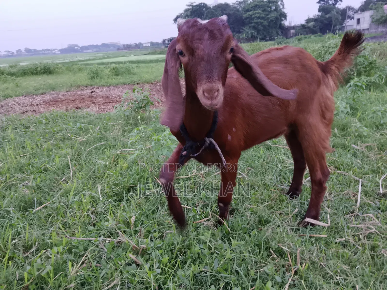 Cross goat kids