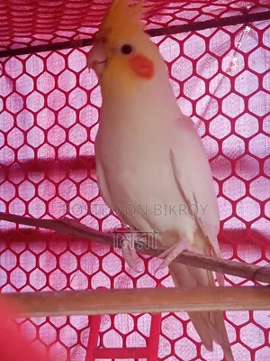 Cockatiel Bird
