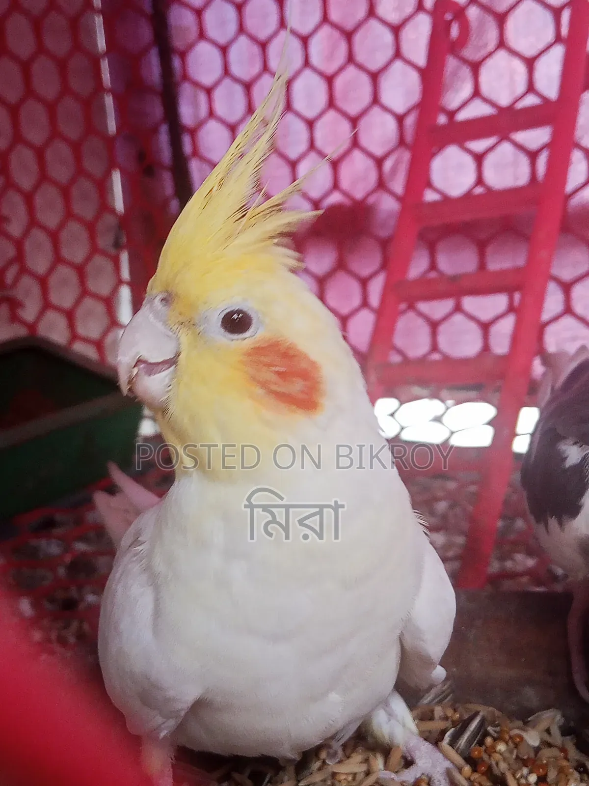 Cockatiel Bird