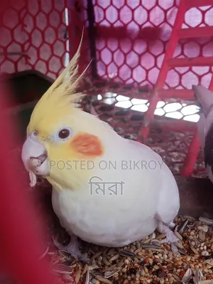 Cockatiel Bird