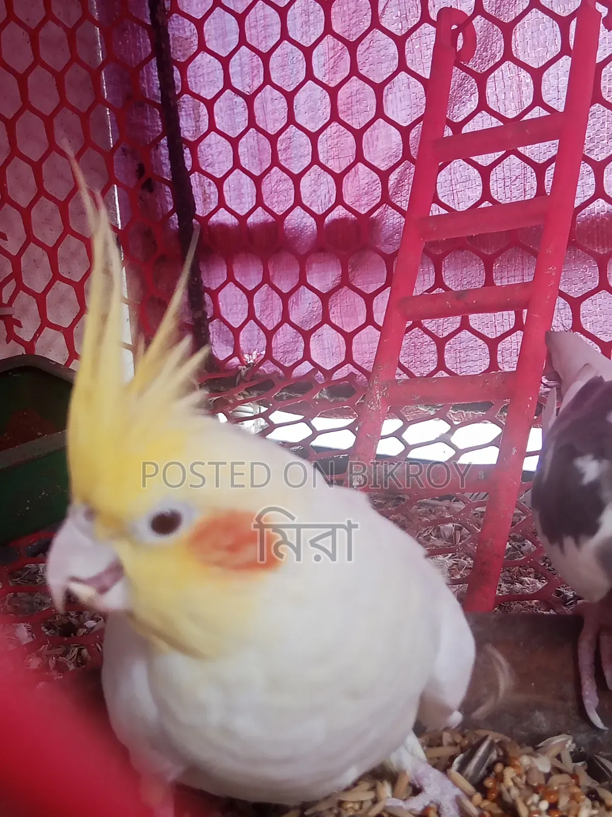 Cockatiel Bird