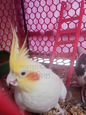 Cockatiel Bird