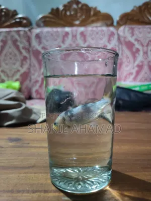কই কার্প মাছ