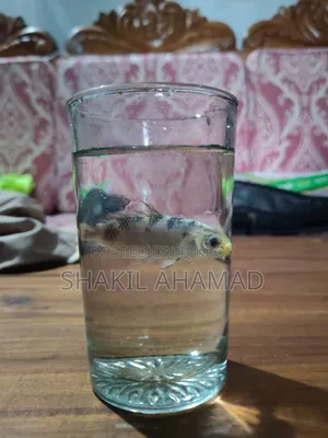 কই কার্প মাছ