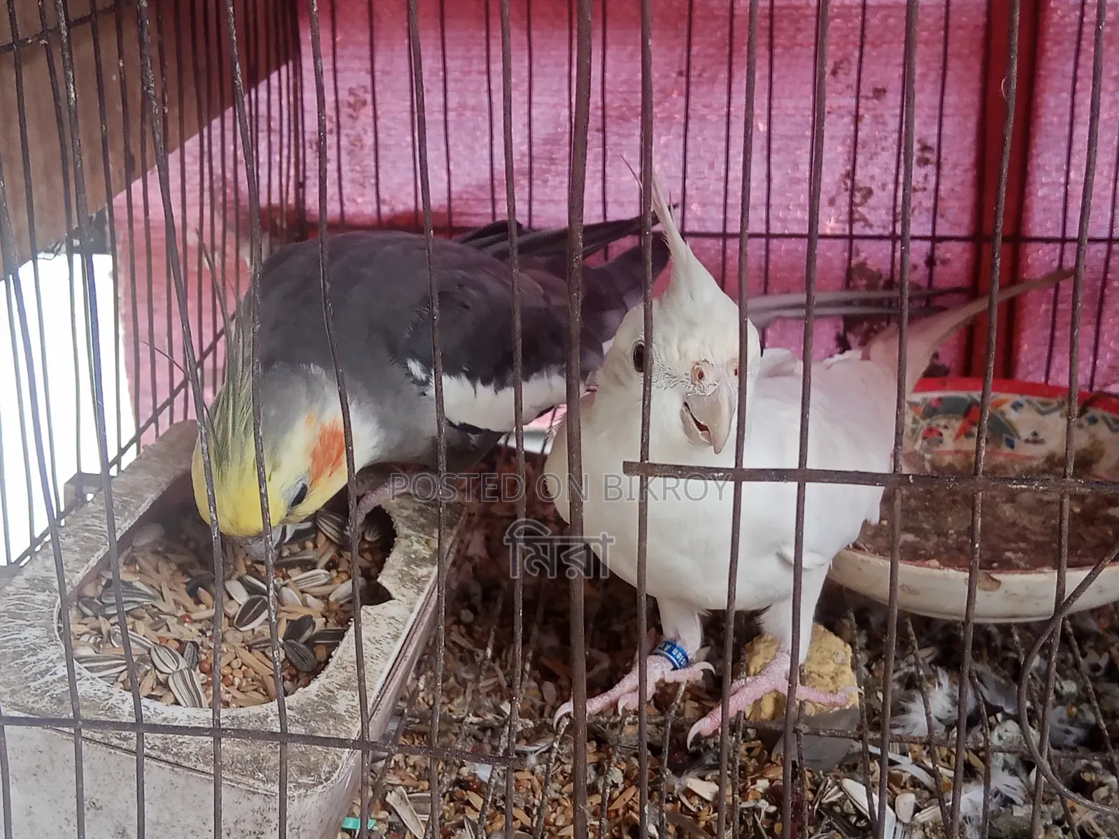 Cockatiel Bird