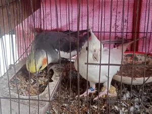 Cockatiel Bird