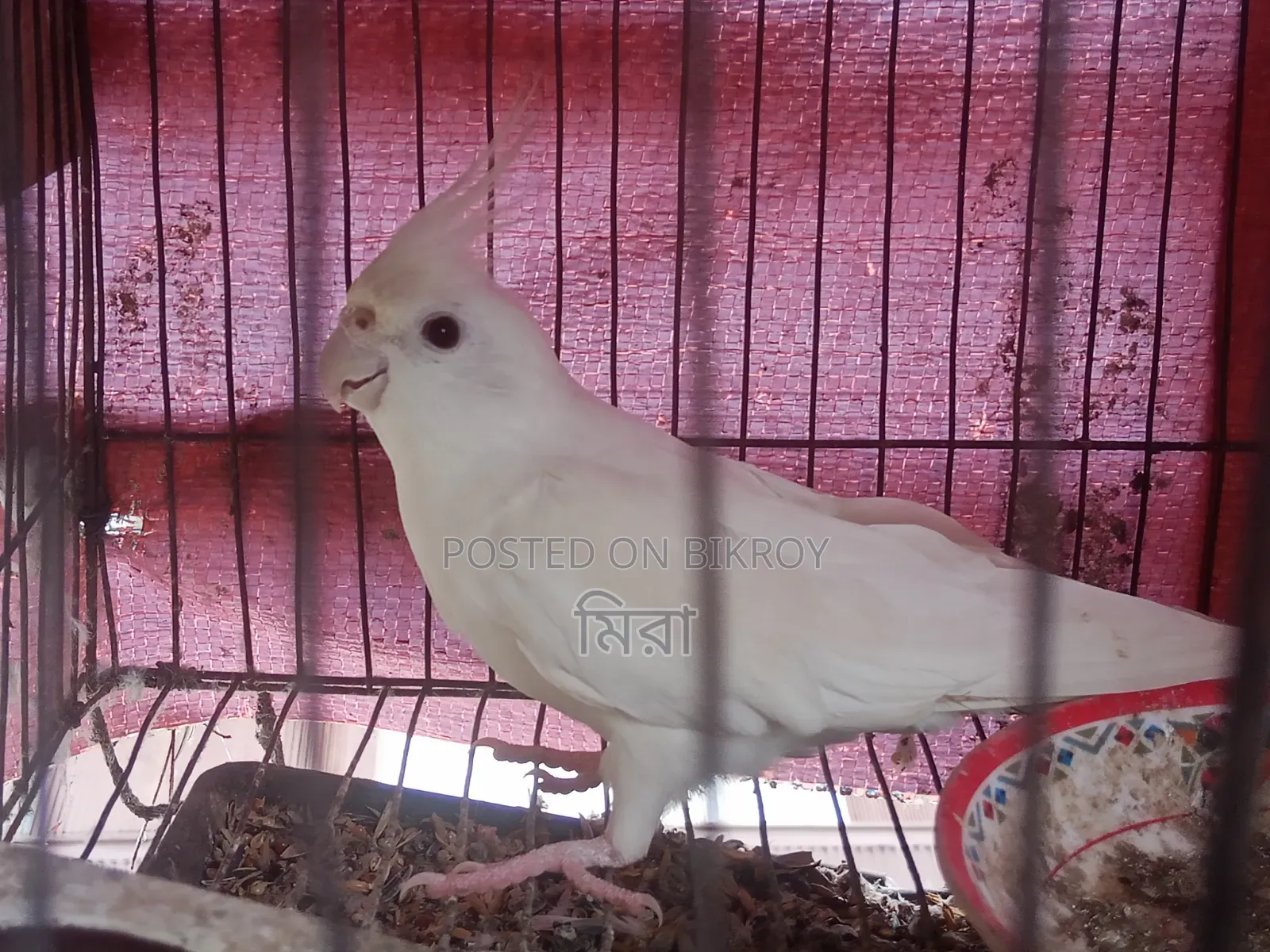 Cockatiel Bird