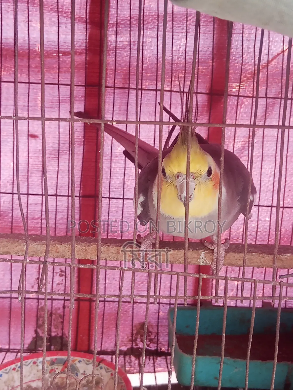 Cockatiel Bird