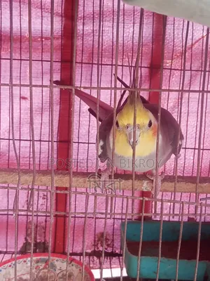 Cockatiel Bird