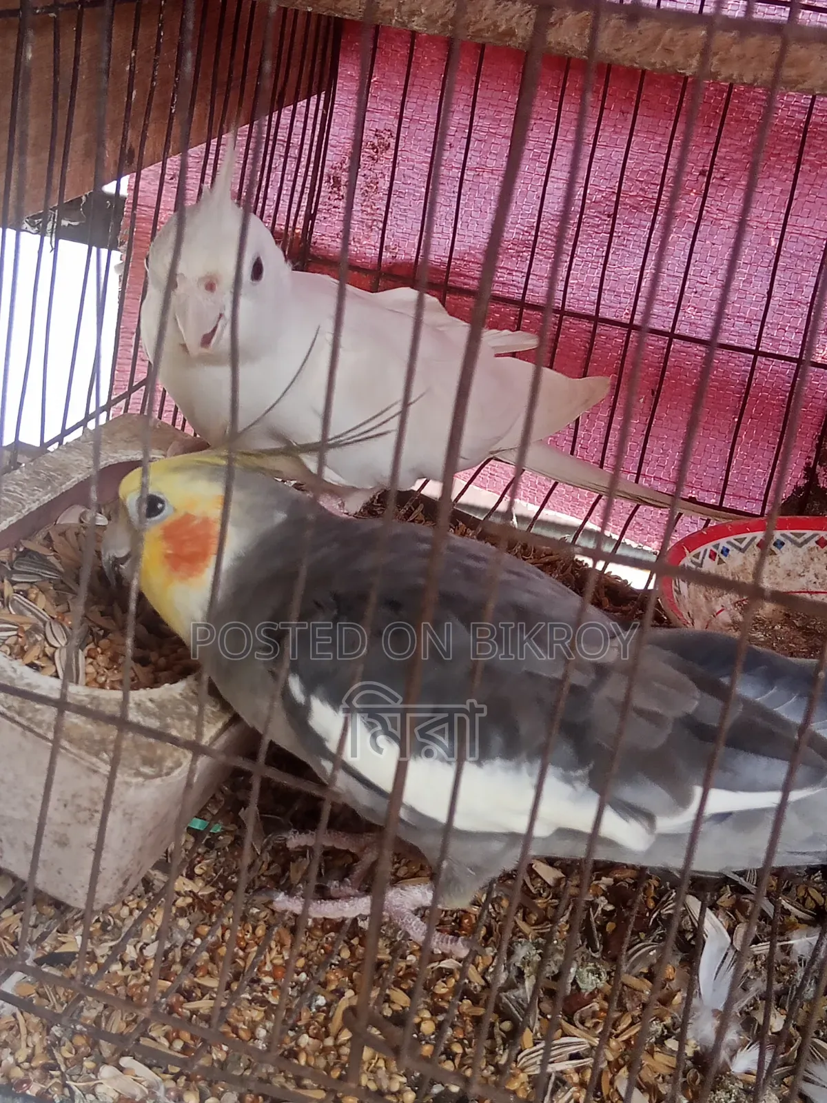 Cockatiel Bird