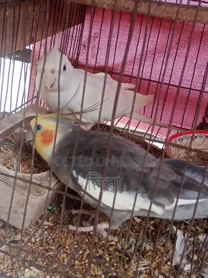 Cockatiel Bird