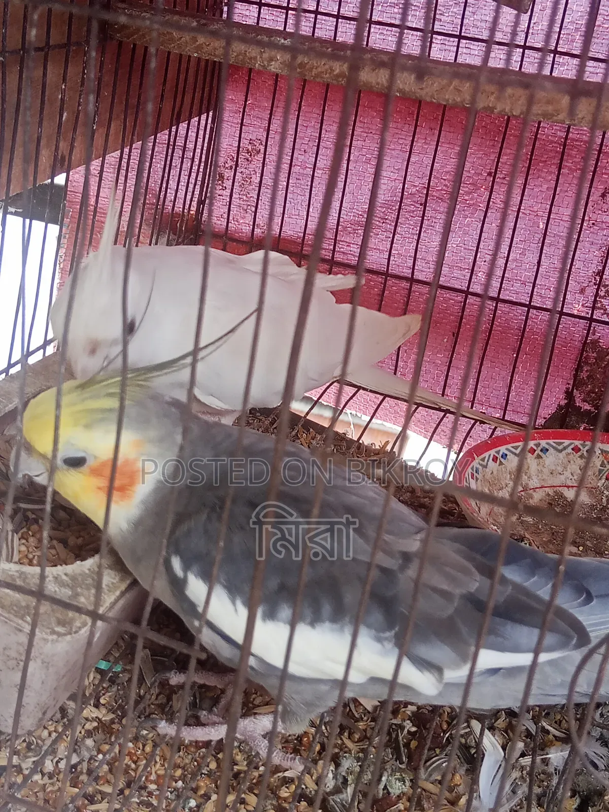 Cockatiel Bird