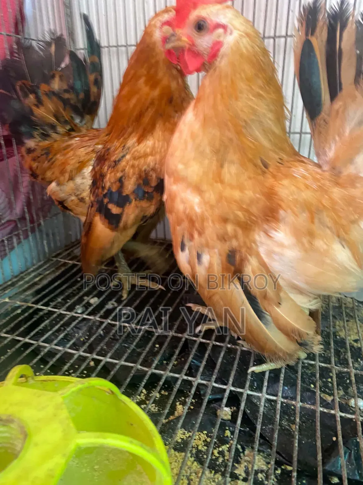 সেরামা রোস্টারস প্রাপ্তবয়স্ক পুরুষ