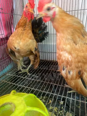 সেরামা রোস্টারস প্রাপ্তবয়স্ক পুরুষ