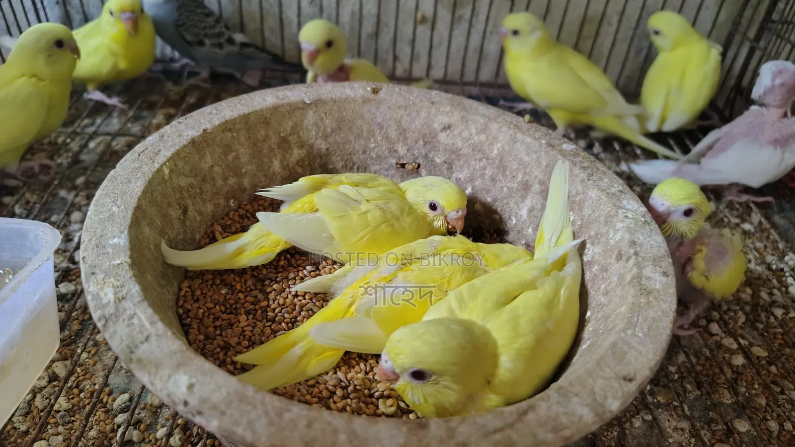 Lutino Budgerigar Red Eye