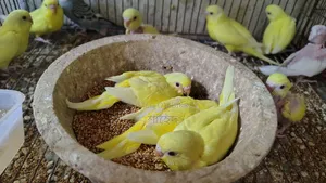 Lutino Budgerigar Red Eye