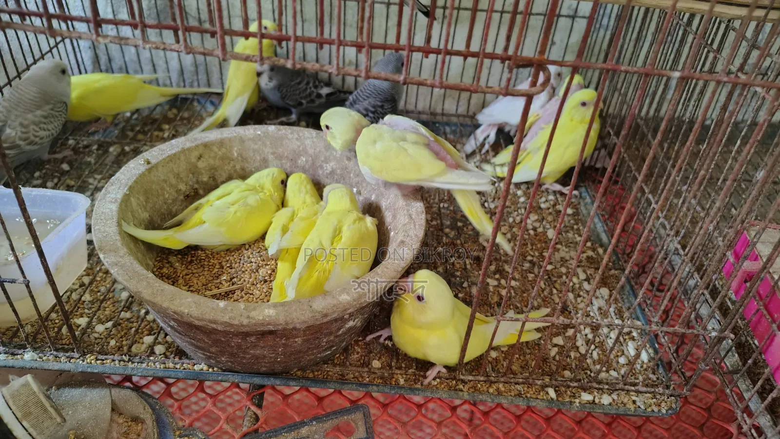 Lutino Budgerigar Red Eye