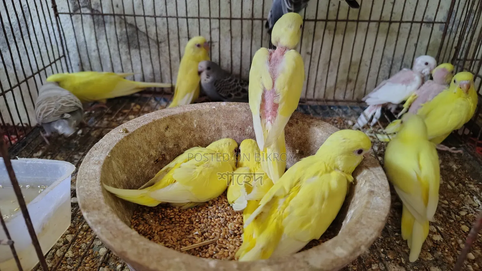 Lutino Budgerigar Red Eye