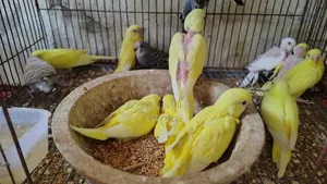 Lutino Budgerigar Red Eye