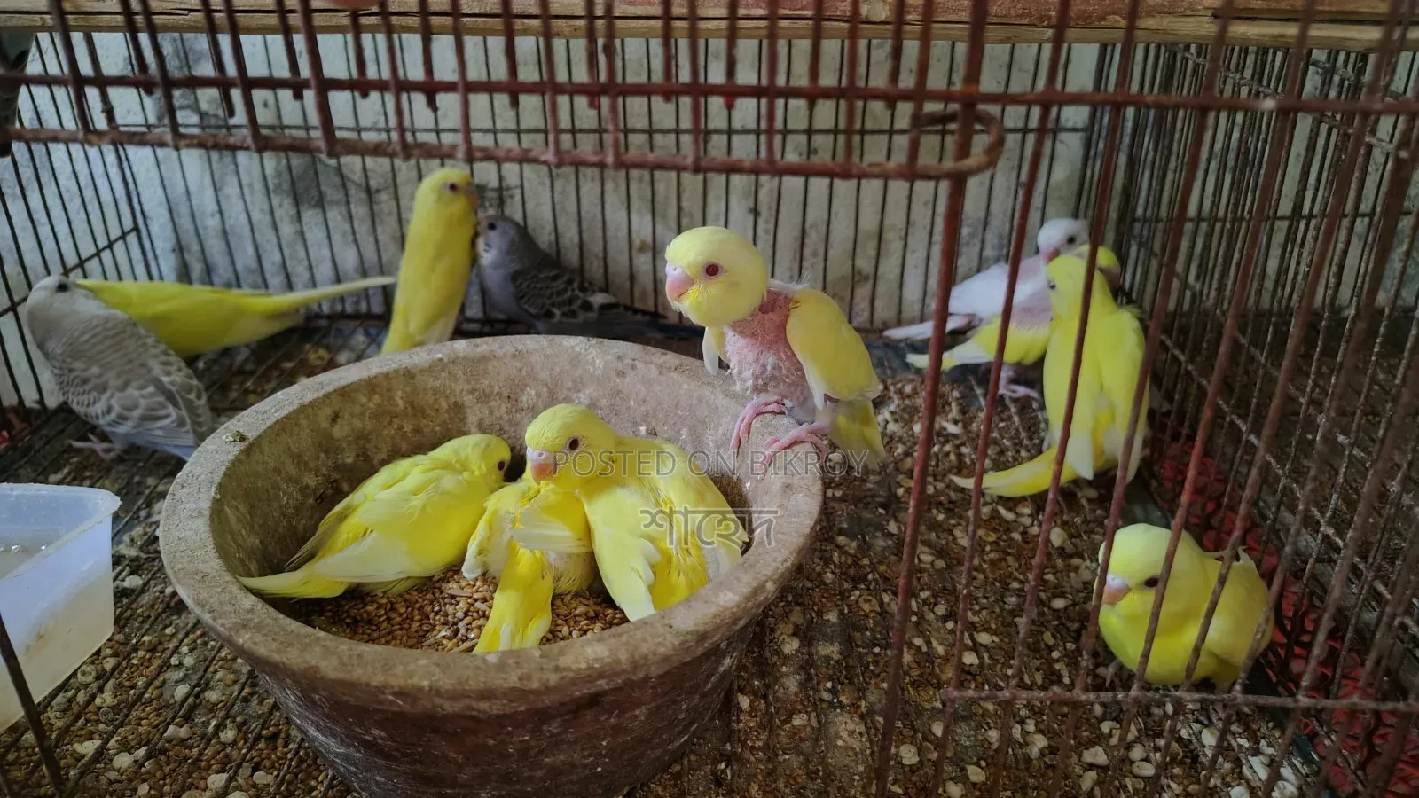 Lutino Budgerigar Red Eye