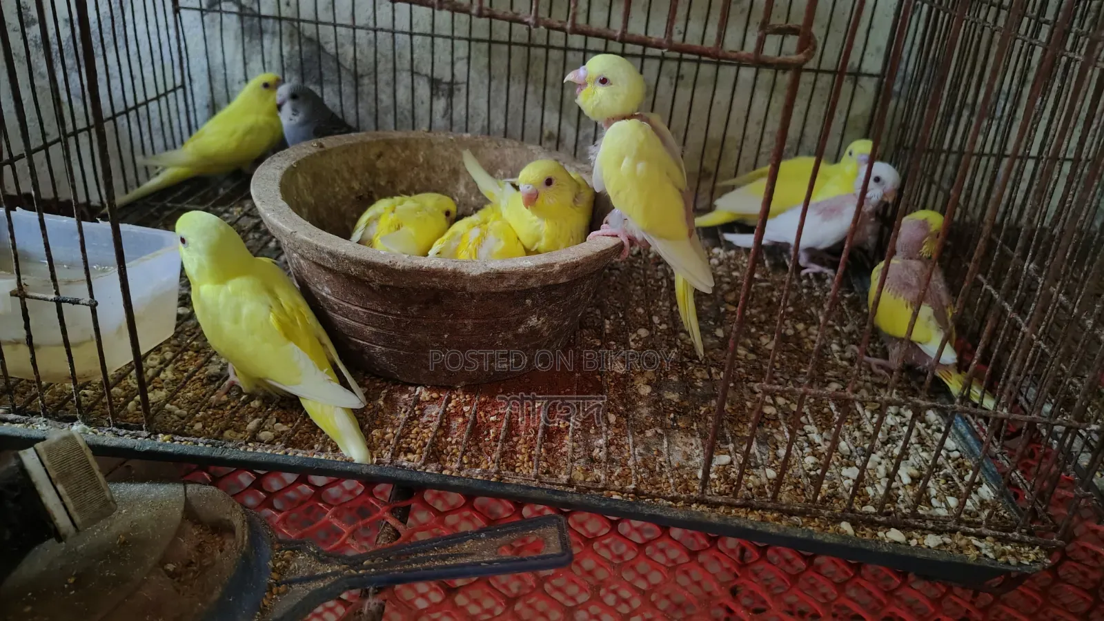 Lutino Budgerigar Red Eye