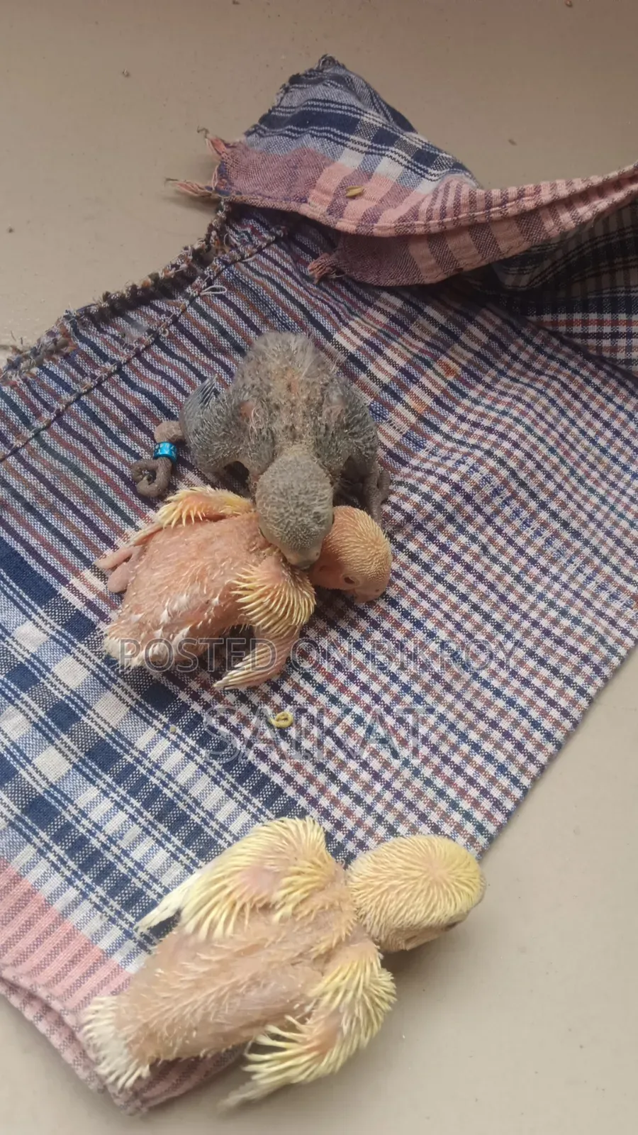Lovebird Baby