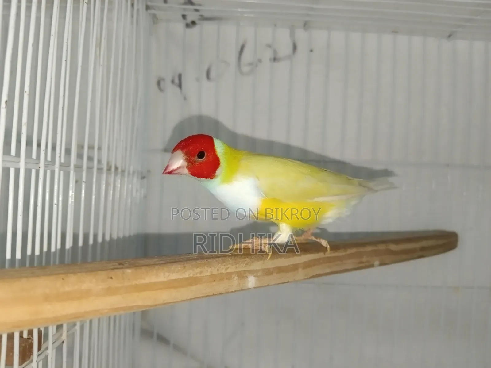 Single Male Gouldian Finch