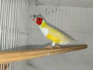 Single Male Gouldian Finch