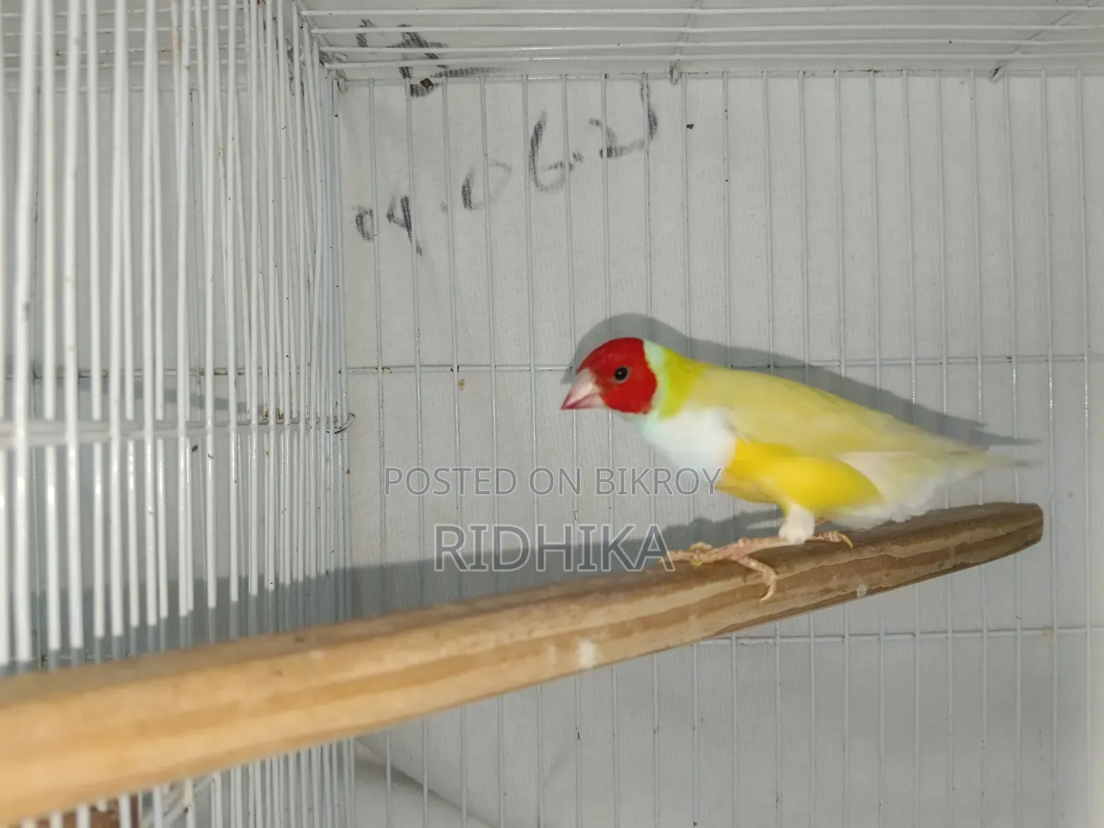 Single Male Gouldian Finch