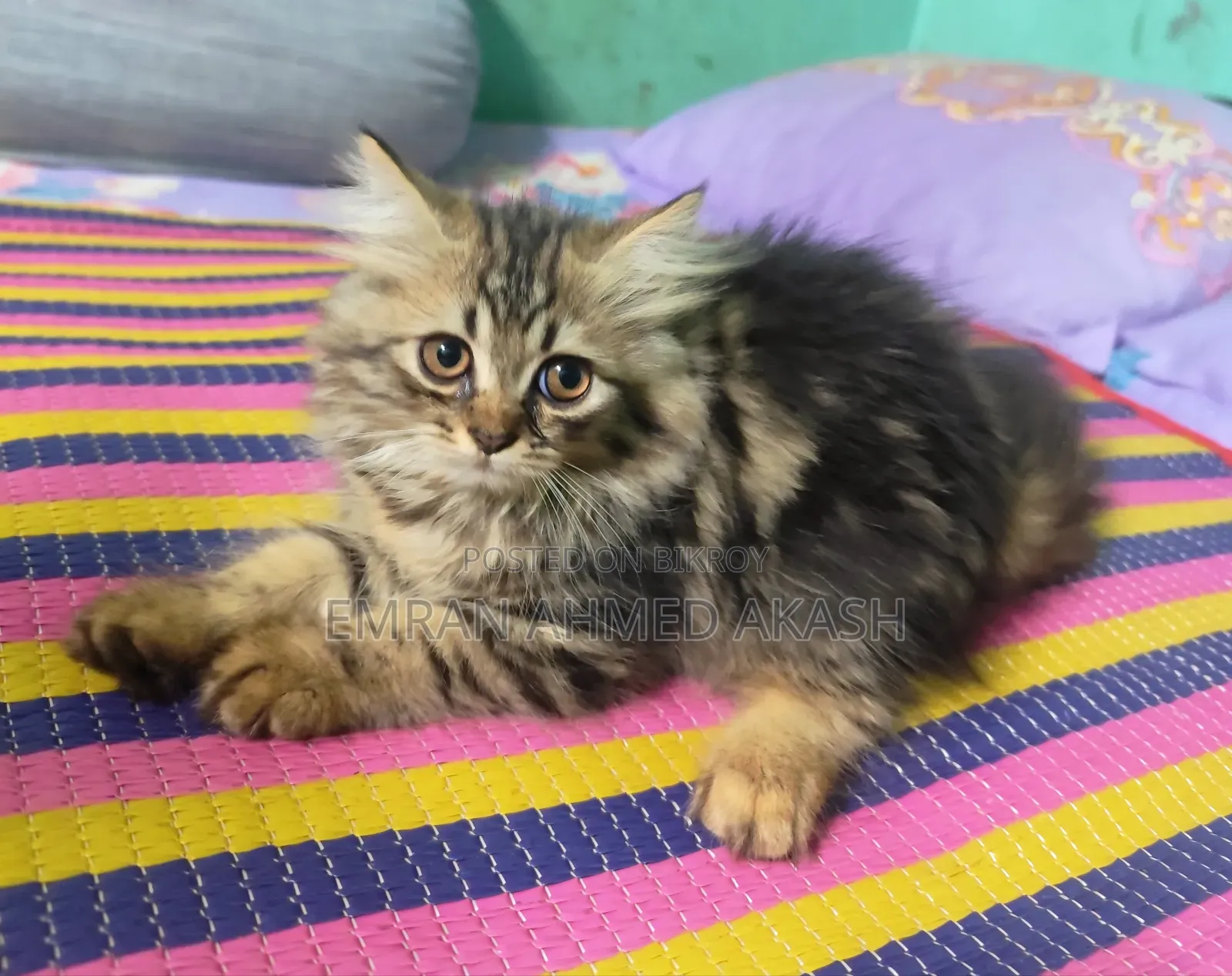 1-3 months Male Purebred Persian