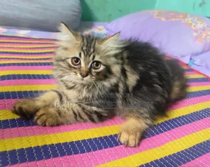 1-3 months Male Purebred Persian