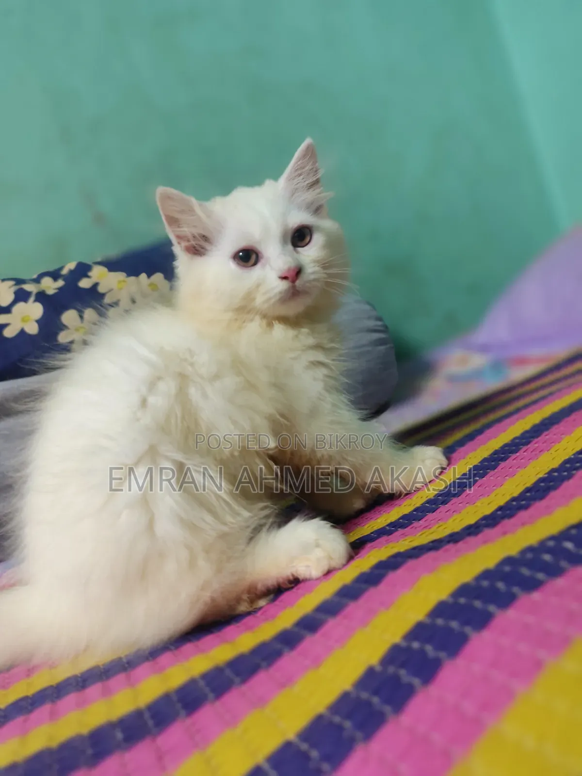 1-3 months Male Purebred Persian