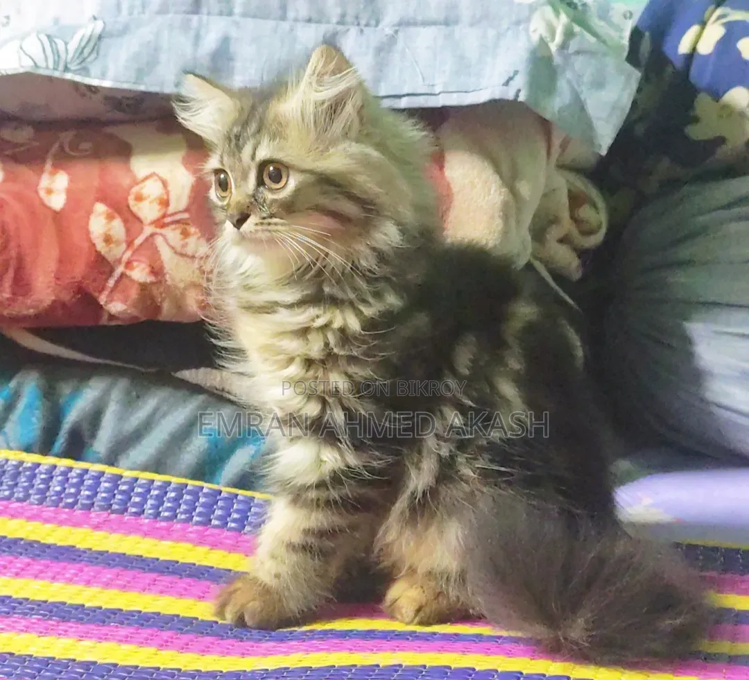 1-3 months Male Purebred Persian