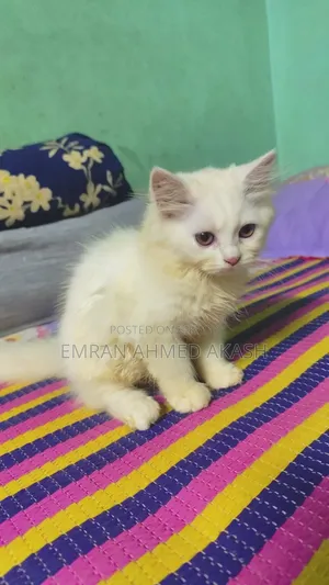 1-3 months Male Purebred Persian
