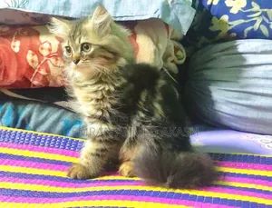 1-3 months Male Purebred Persian