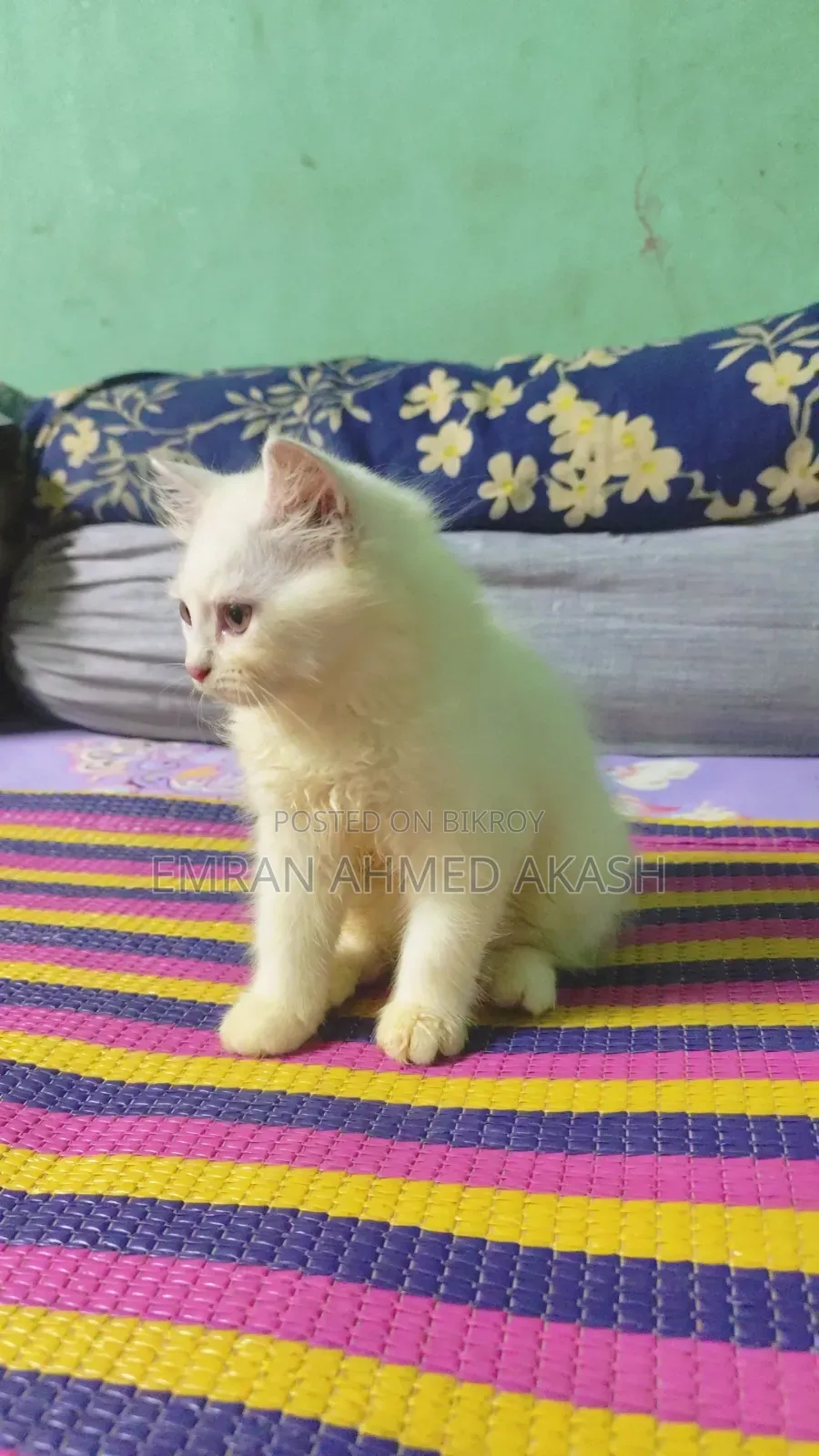 1-3 months Male Purebred Persian