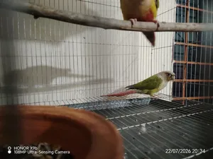 রানিং কুনুর