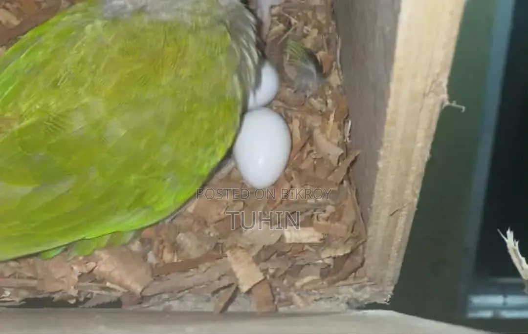 রানিং কুনুর