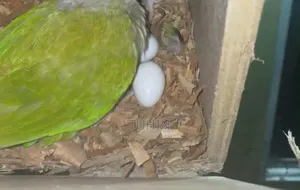রানিং কুনুর