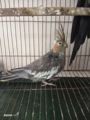 Cockatiel Bird