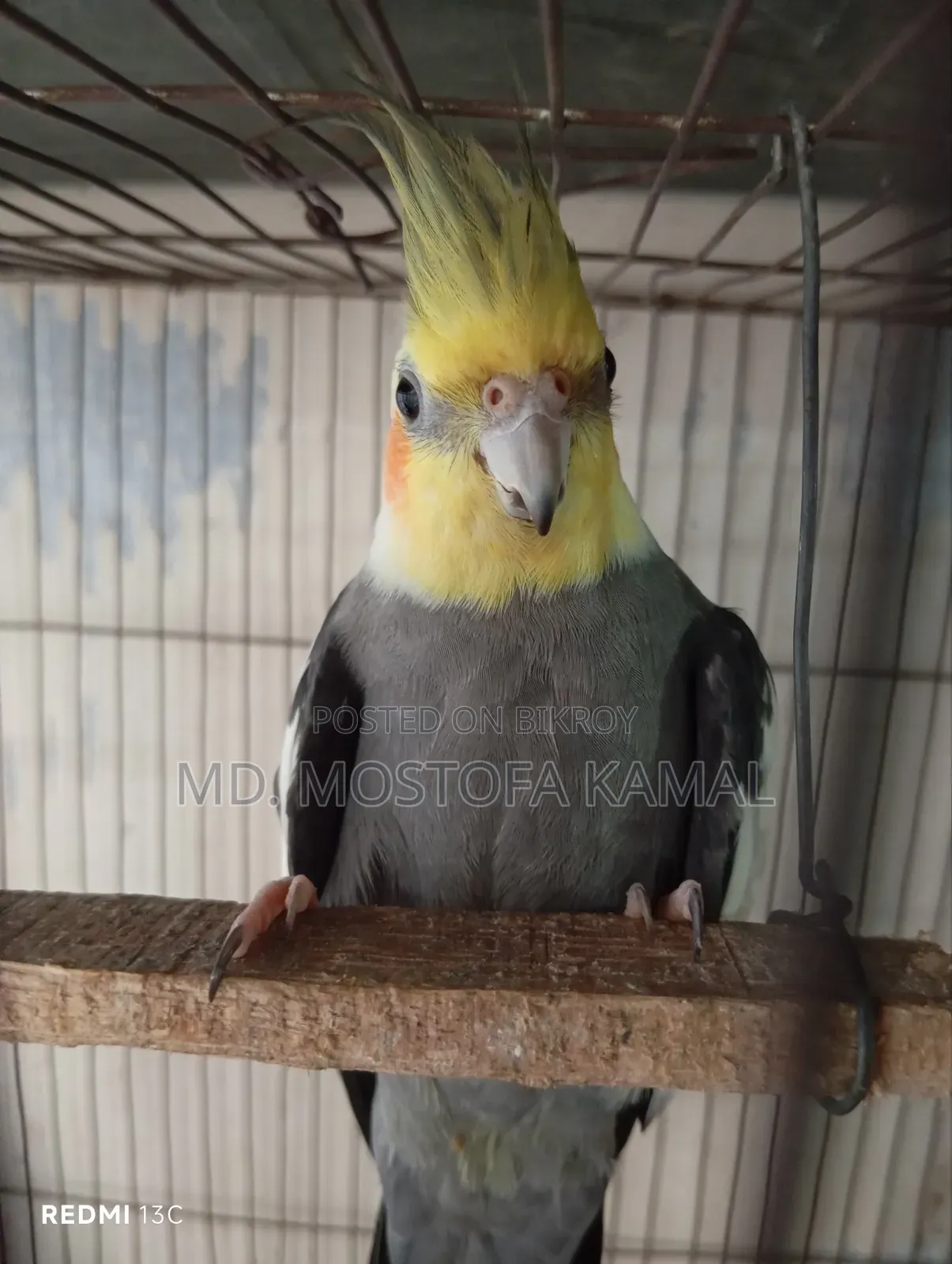 Cockatiel Bird