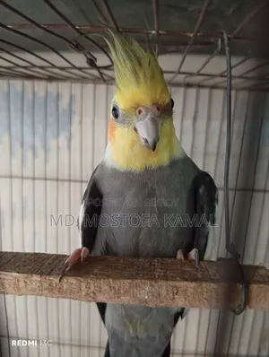 Cockatiel Bird
