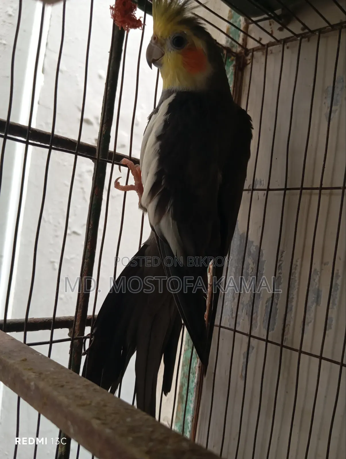 Cockatiel Bird