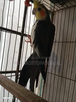 Cockatiel Bird