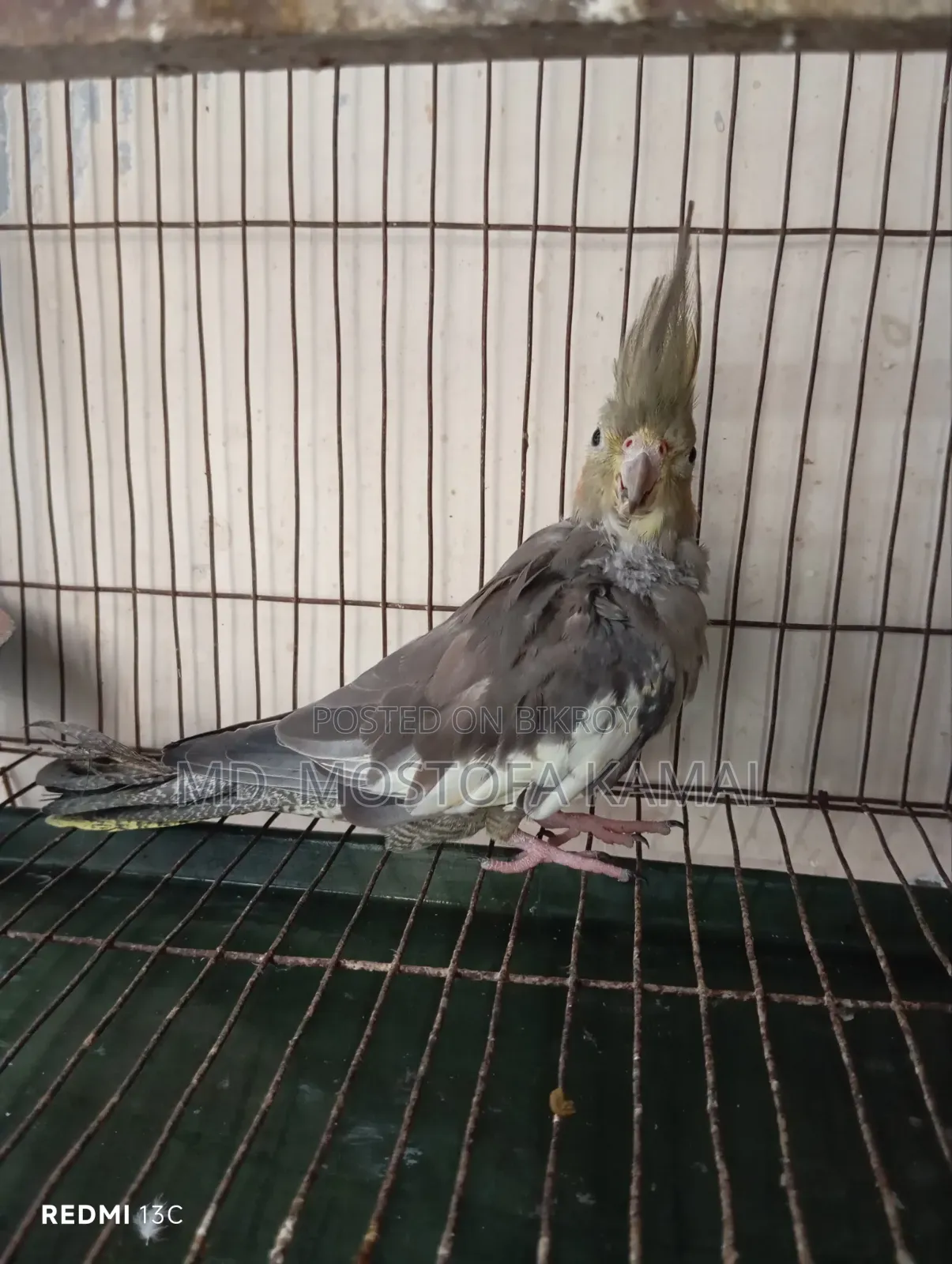 Cockatiel Bird