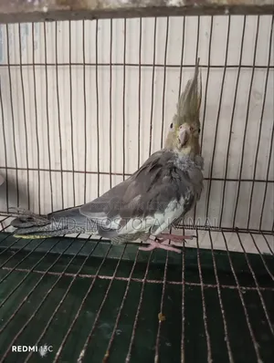 Cockatiel Bird