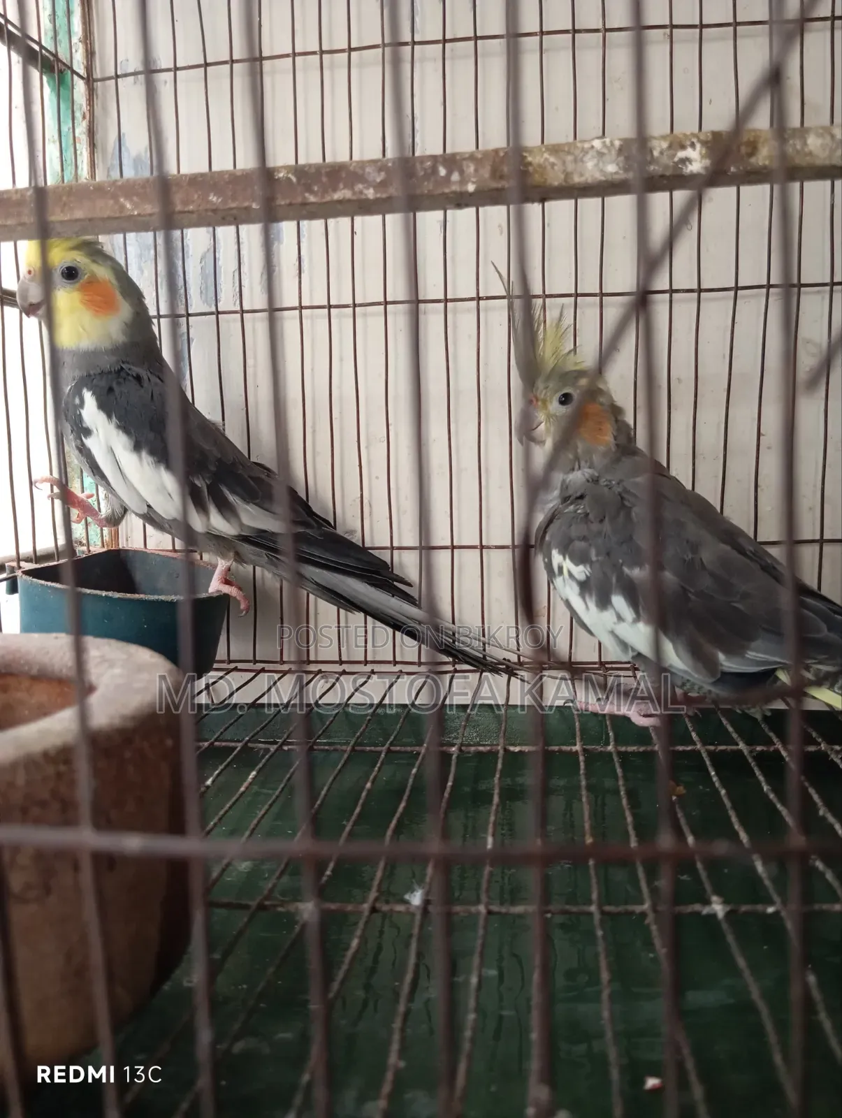 Cockatiel Bird