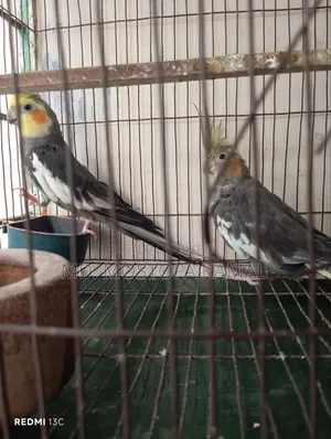 Cockatiel Bird