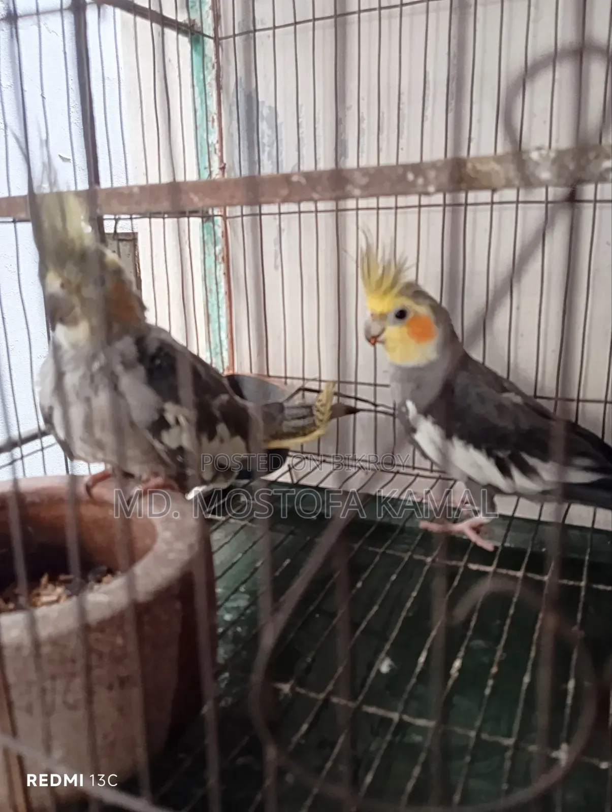 Cockatiel Bird
